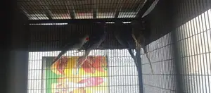 Ringneck Bird