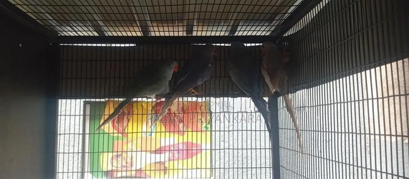 Ringneck Bird