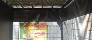 Ringneck Bird