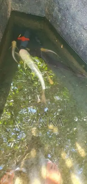 Catfish