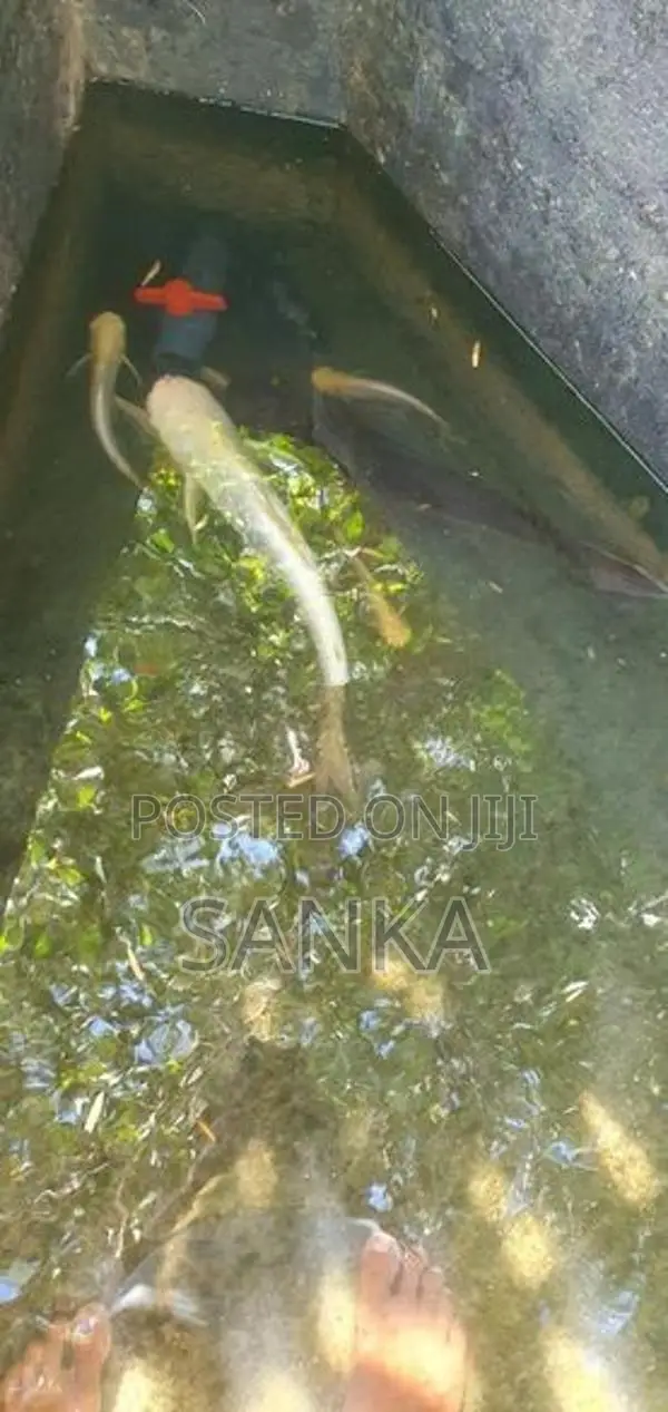 Catfish