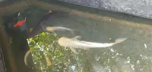 Catfish