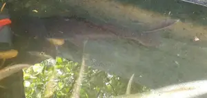 Catfish