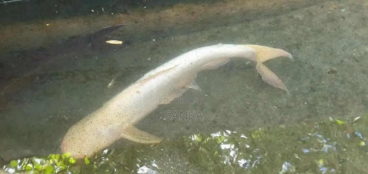 Catfish