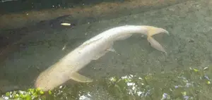 Catfish