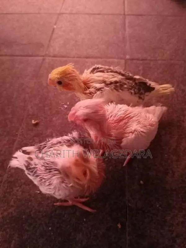 Cockatiel Chicks