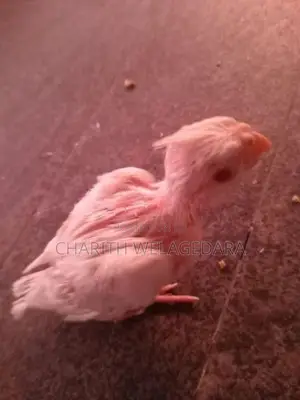 Cockatiel Chicks