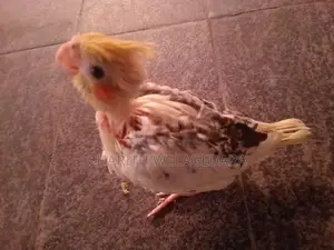 Cockatiel Chicks