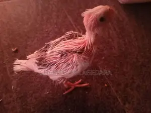 Cockatiel Chicks