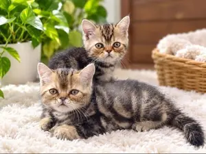 American Shorthair Kittens