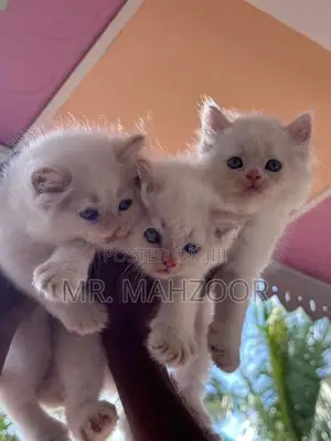 Persian kittens
