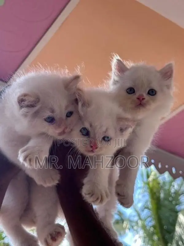 Persian kittens