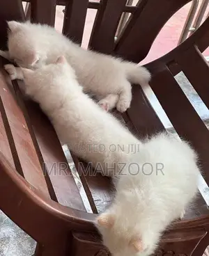 Persian kittens