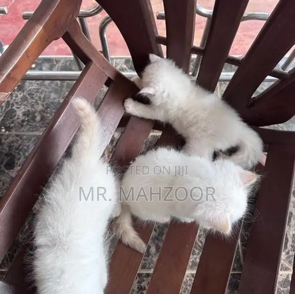 Persian kittens
