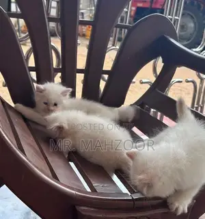 Persian kittens