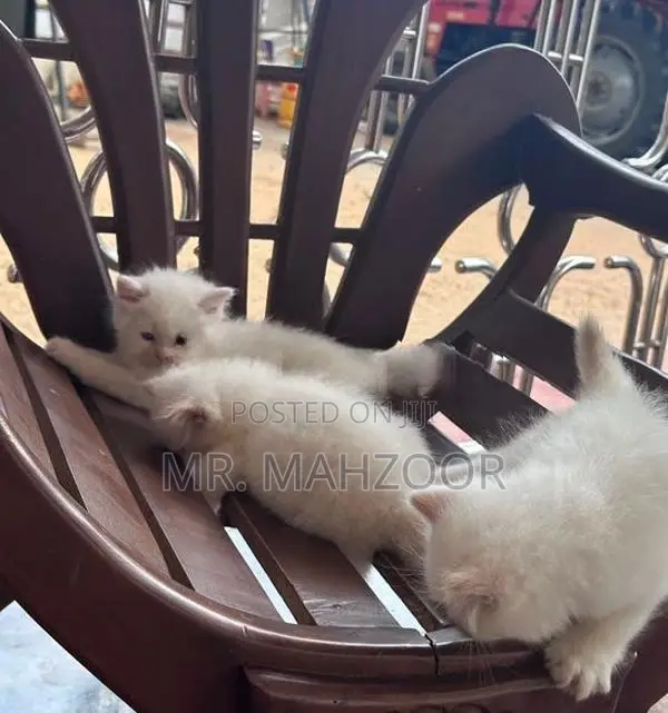 Persian kittens