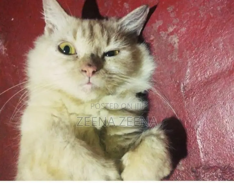 Persian Cat