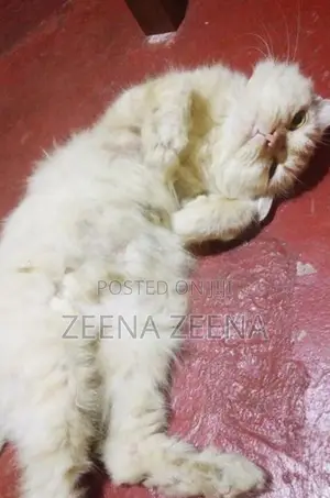 Persian Cat