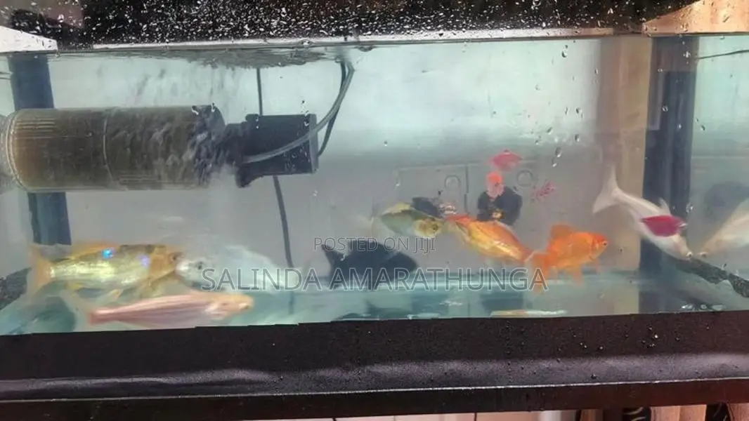 Frish Tank
