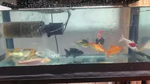 Frish Tank