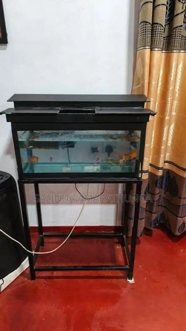 Frish Tank