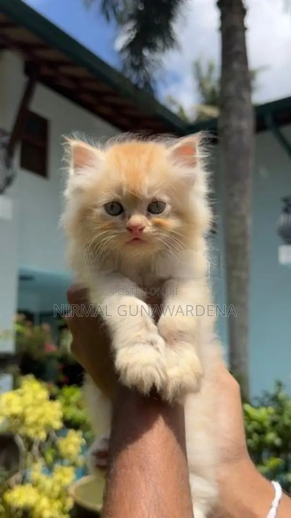 Persian Cat