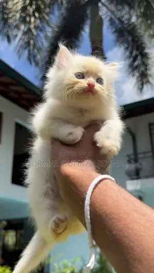 Persian Cat