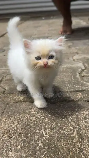 Persian Cat