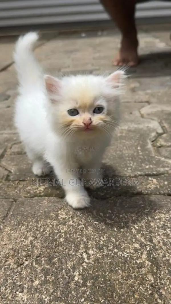 Persian Cat