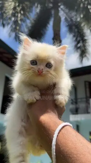 Persian Cat