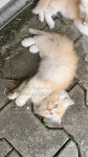 Persian Cat