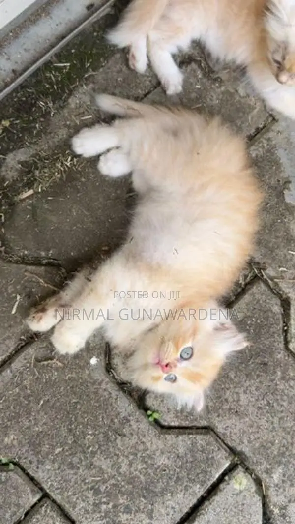 Persian Cat