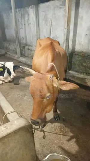 කිරි ගවයෙක්