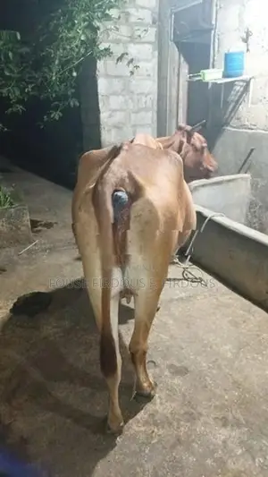 කිරි ගවයෙක්