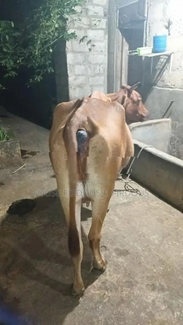 කිරි ගවයෙක්