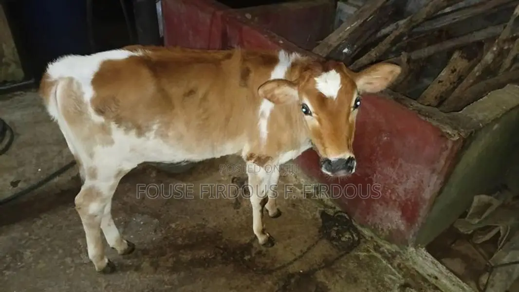 කිරි ගවයෙක්