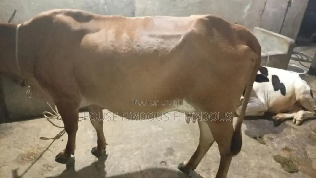 කිරි ගවයෙක්