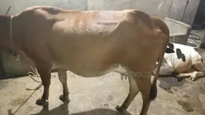 කිරි ගවයෙක්