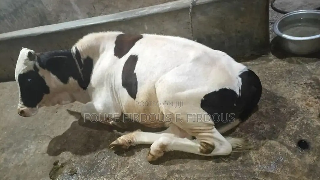 කිරි ගවයෙක්