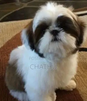 Shih Tzu Puppies