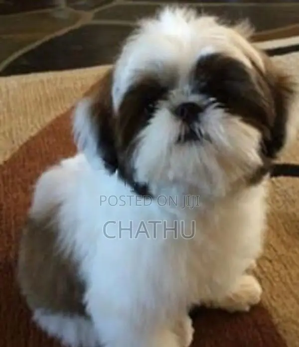 Shih Tzu Puppies