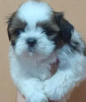 Shih Tzu Puppies