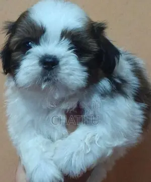 Shih Tzu Puppies