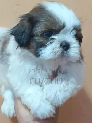 Shih Tzu Puppies