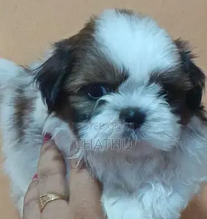 Shih Tzu Puppies
