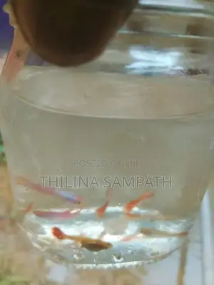 Wikinimata