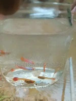 Wikinimata