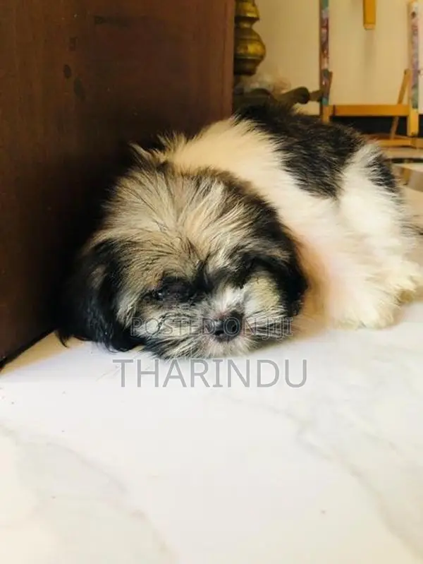 Shih Tzu