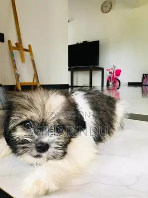 Shih Tzu