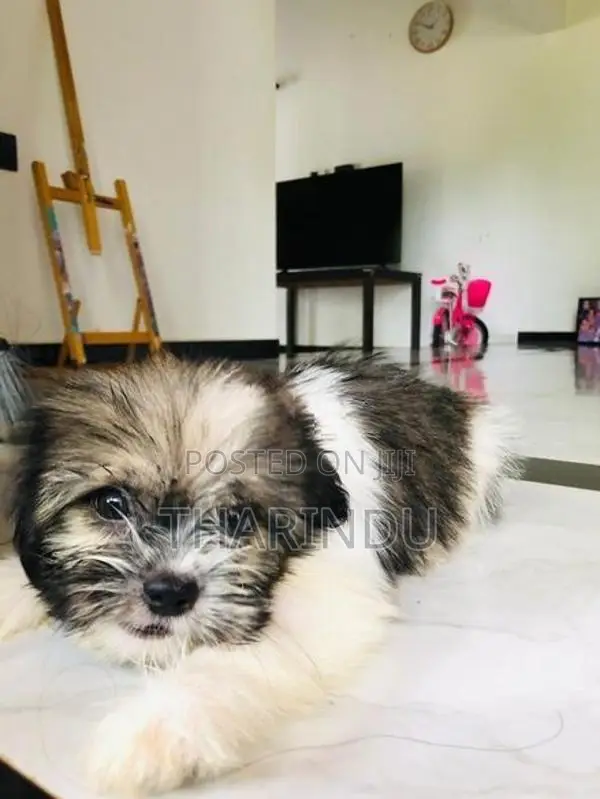 Shih Tzu